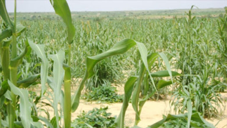 Tahoua : début des semis humides dans 74% des villages agricoles, le sorgho et les légumineuses gagnent du terrain