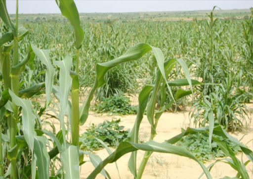 Tahoua : début des semis humides dans 74% des villages agricoles, le sorgho et les légumineuses gagnent du terrain