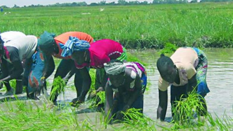 Un ambitieux programme d'irrigation de 521 milliards de FCFA lancé au Niger pour développer les terres cultivables et créer de l'emploi.