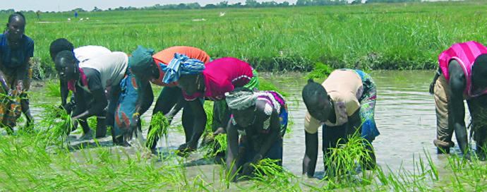 Le Niger lance un ambitieux programme d’irrigation