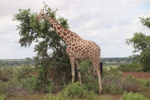 La semaine dédiée à la diaspora étudiante du Niger a été marquée par un moment inoubliable : une sortie pédagogique à Kouré. 