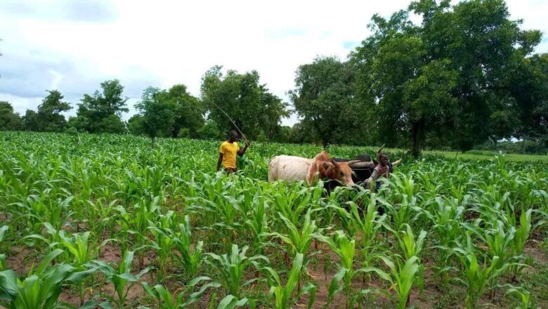 Tahoua impose la libération des champs au 31 décembre, favorisant ainsi une cohabitation pacifique entre agriculteurs et éleveurs.