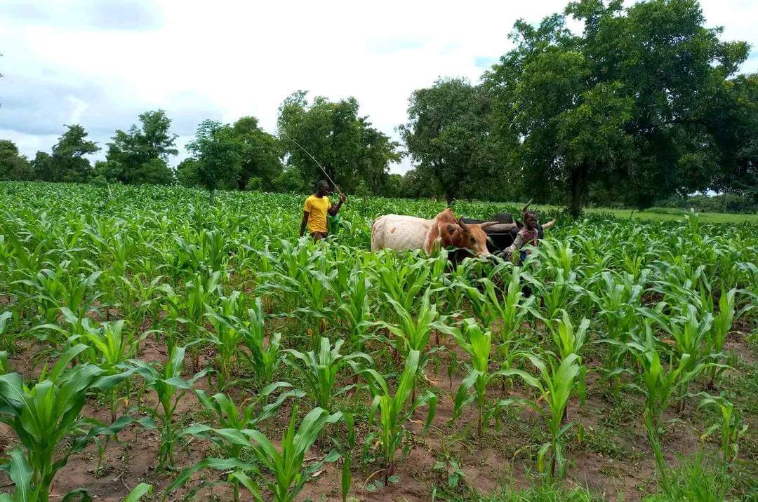 Tahoua impose la libération des champs au 31 décembre, favorisant ainsi une cohabitation pacifique entre agriculteurs et éleveurs.