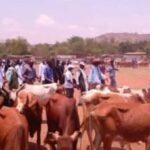 Le Mali a lancé à Bamako la 17ᵉ édition de l’opération de vente promotionnelle de bœufs pour le Ramadan, une initiative solidaire